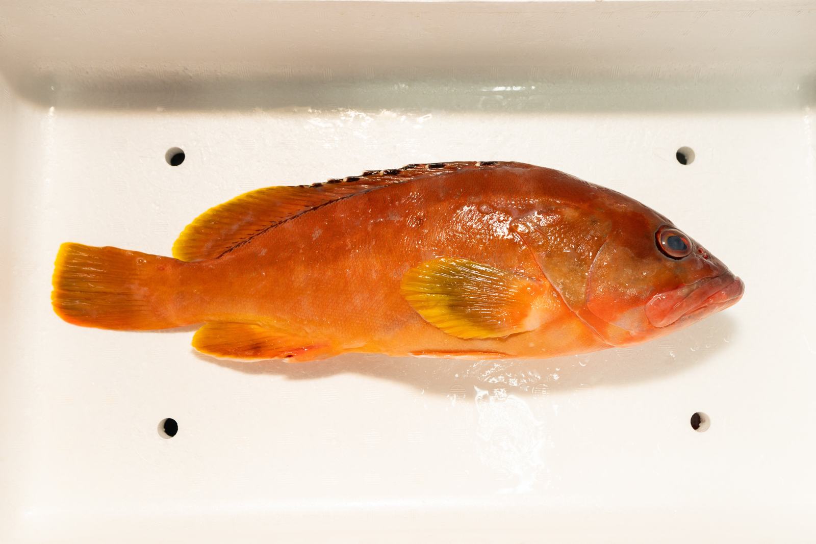 Akahata – Blacktip grouper