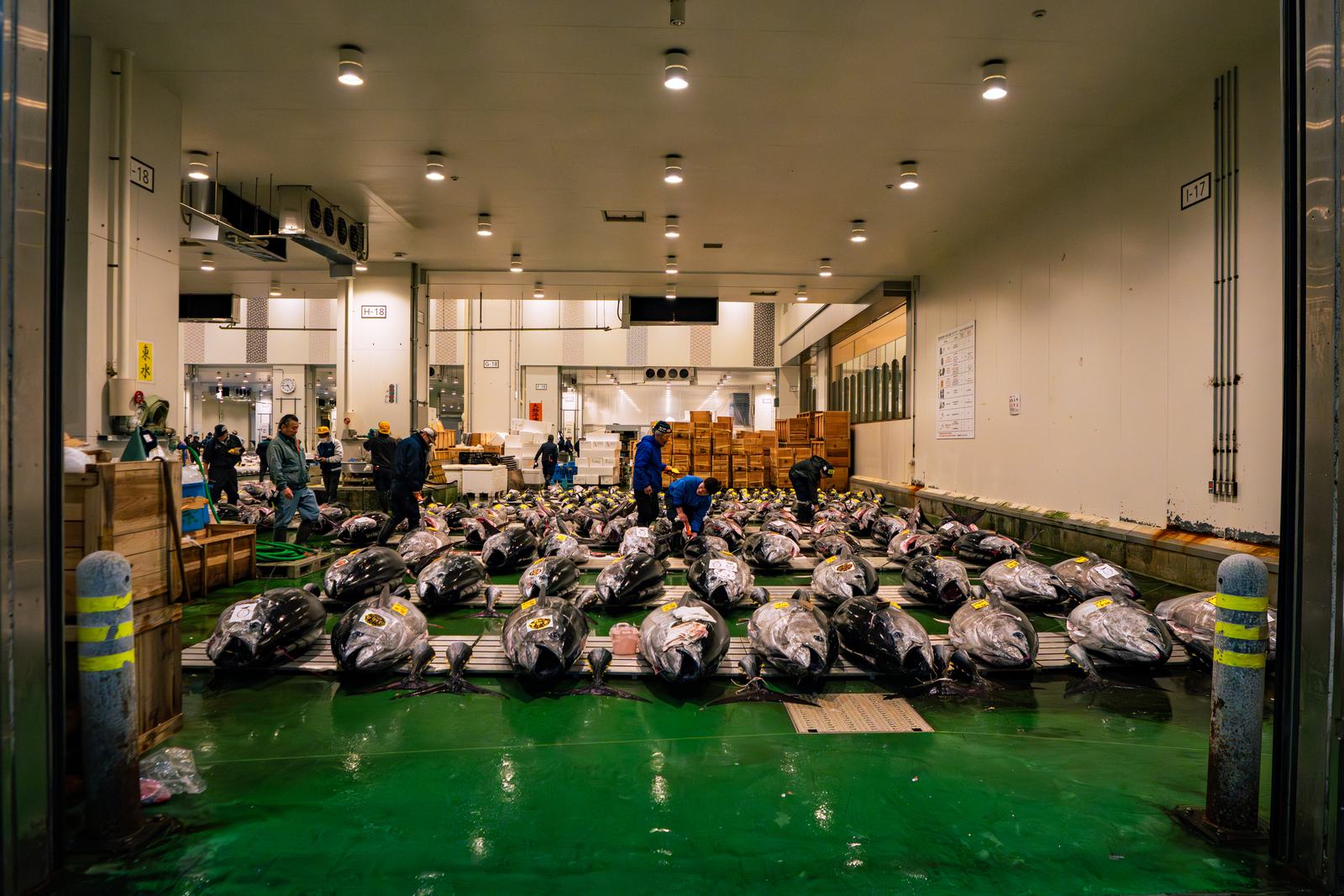 Whole tuna laid out on the Toyosu auction floor before the sale