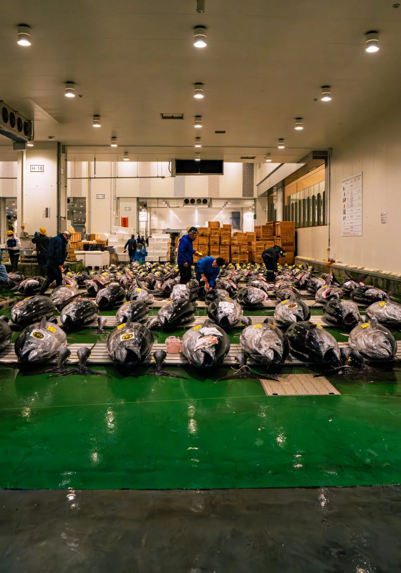 Buyers inspecting whole tuna at the Toyosu auction