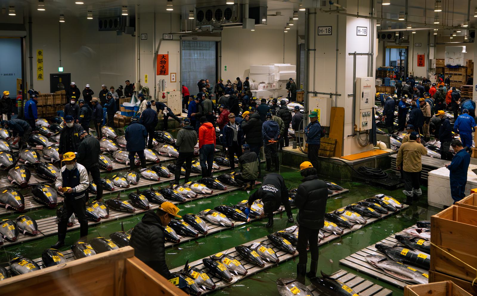The Toyosu tuna auction floor