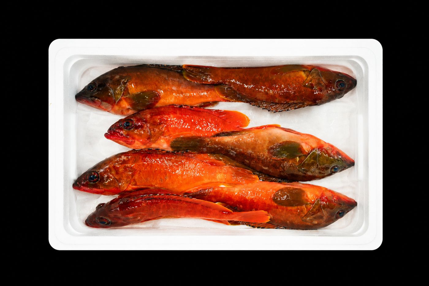 Akahata – Blacktip grouper