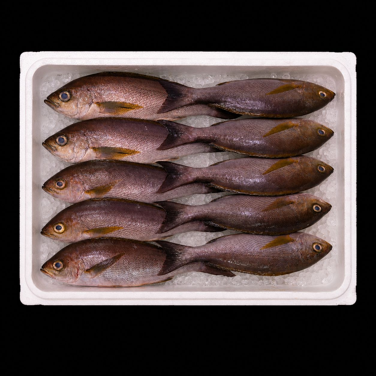 Isaki – Chicken grunt