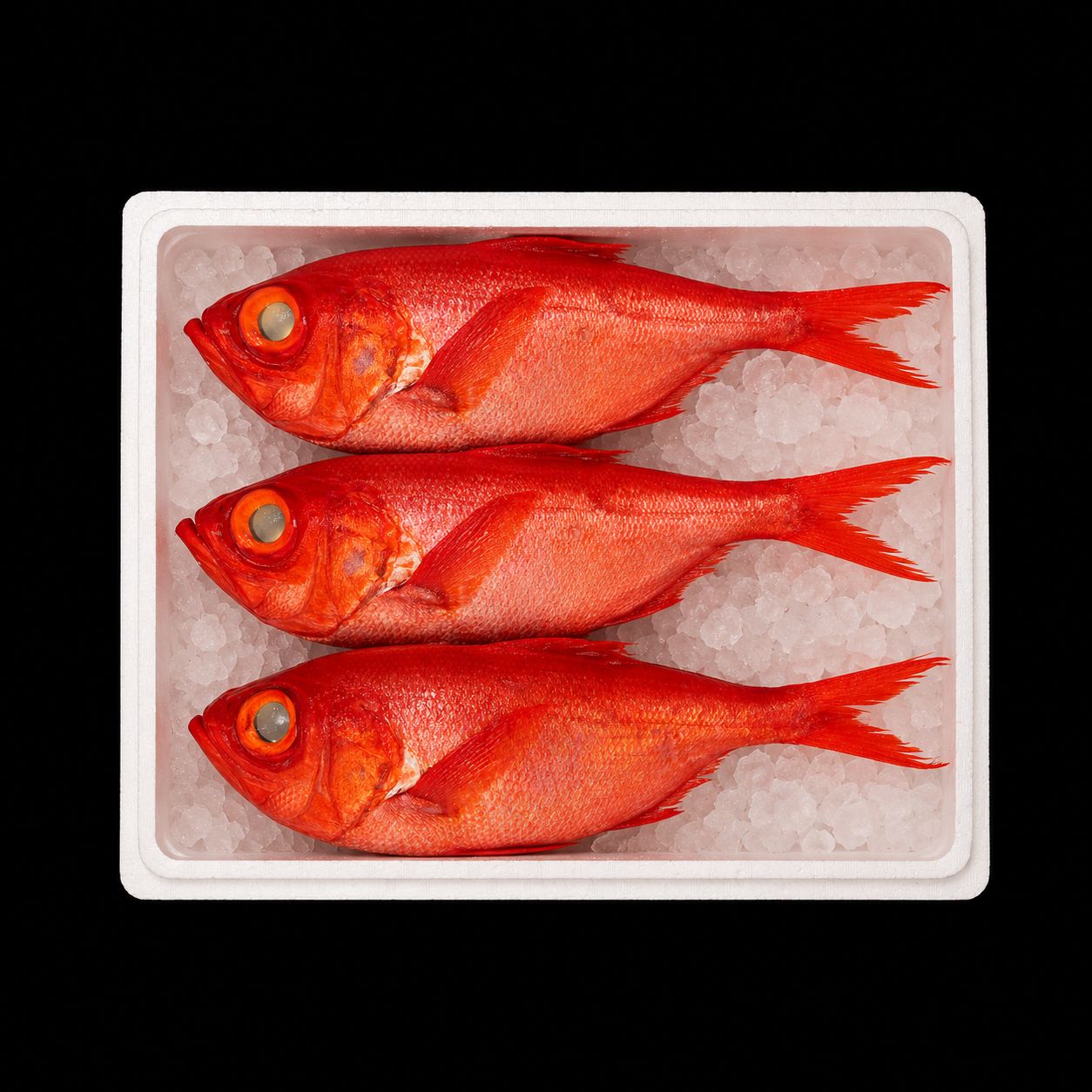 Kinmedai – Splendid alfonsino