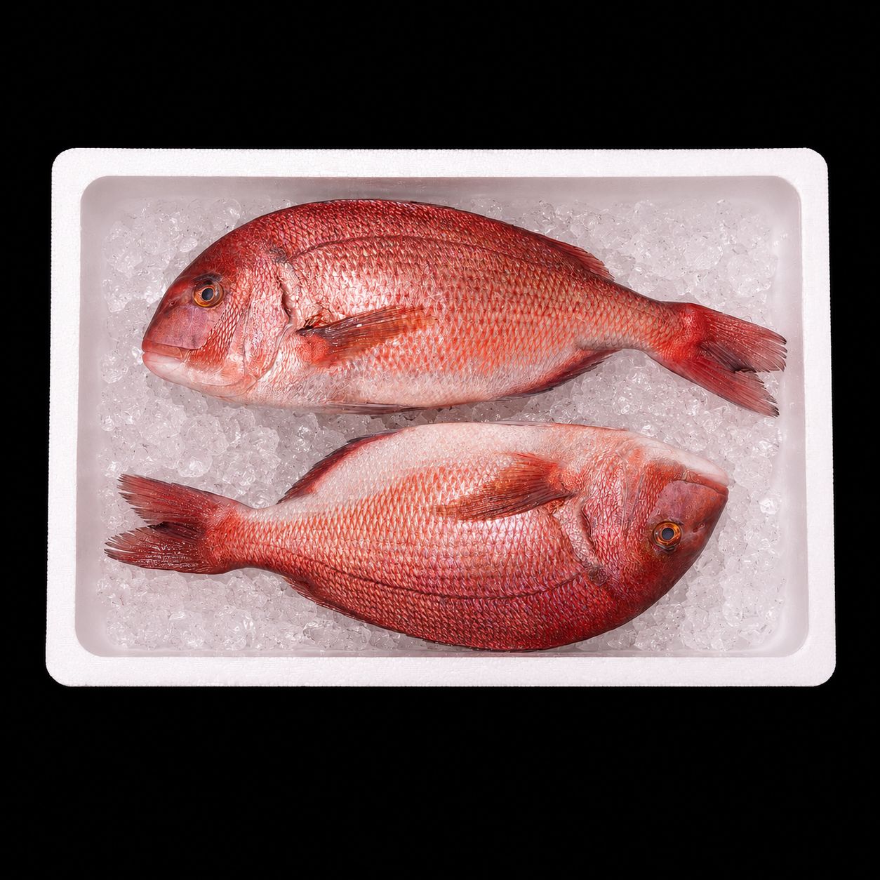 Madai – Red sea bream