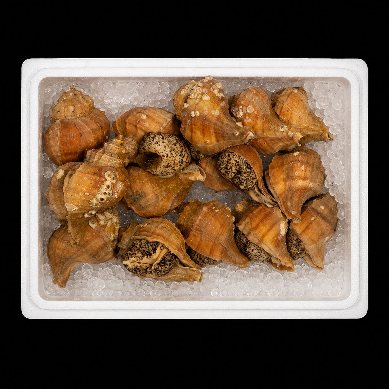 Tsubu-gai – Whelk