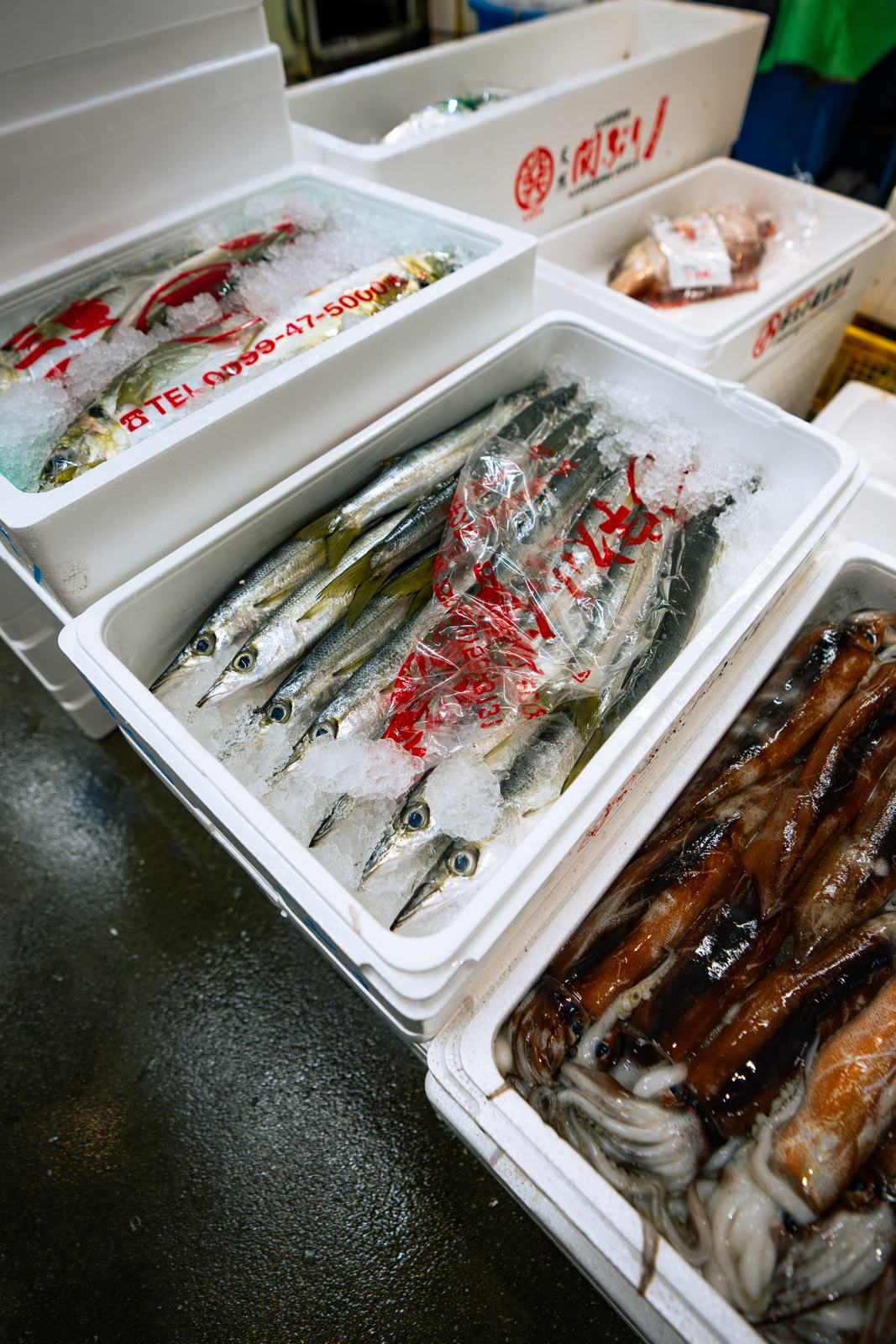 Kamasu, aji and squid in styrofoam boxes