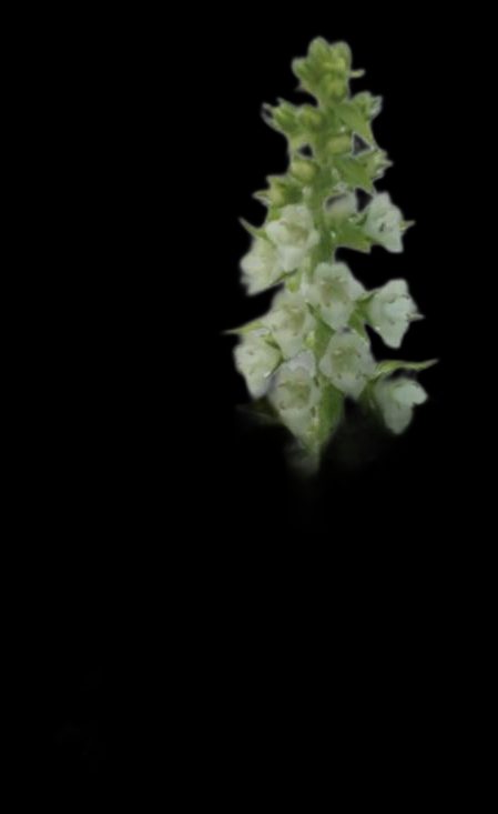 Hanaho – Shiso flower spikes