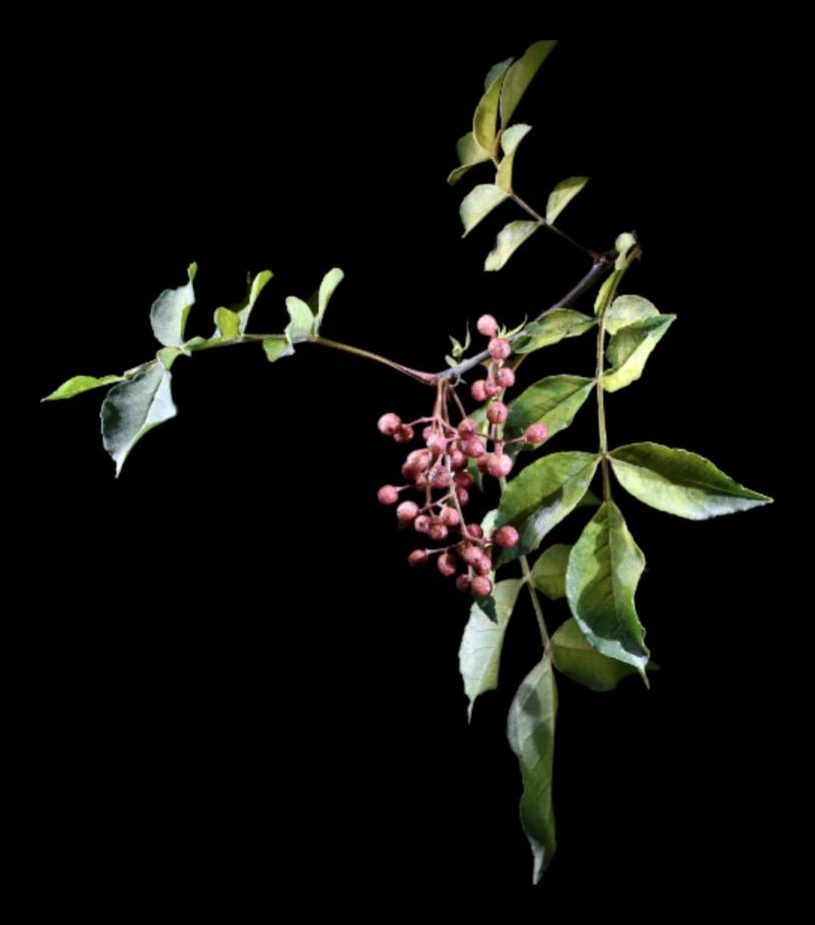 Kinome – Sansho leaf buds