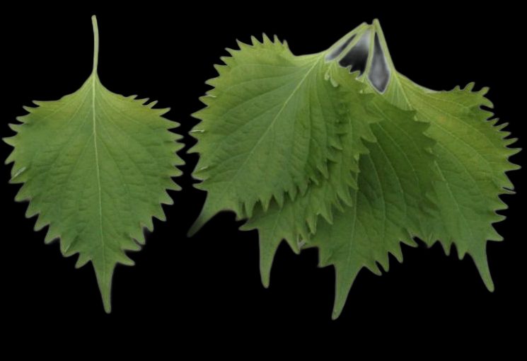 Ooba – Shiso leaves