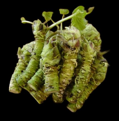 Hon-wasabi – Fresh wasabi root