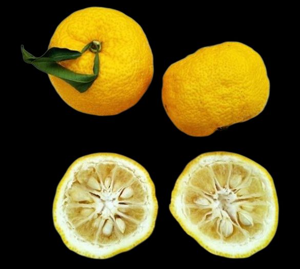Yuzu – Yuzu