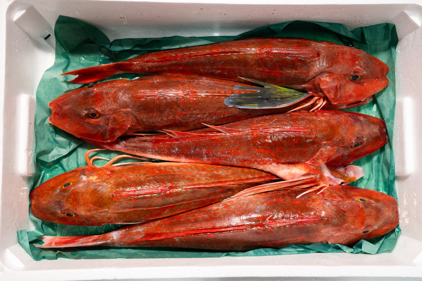 Houbou – Red gurnard