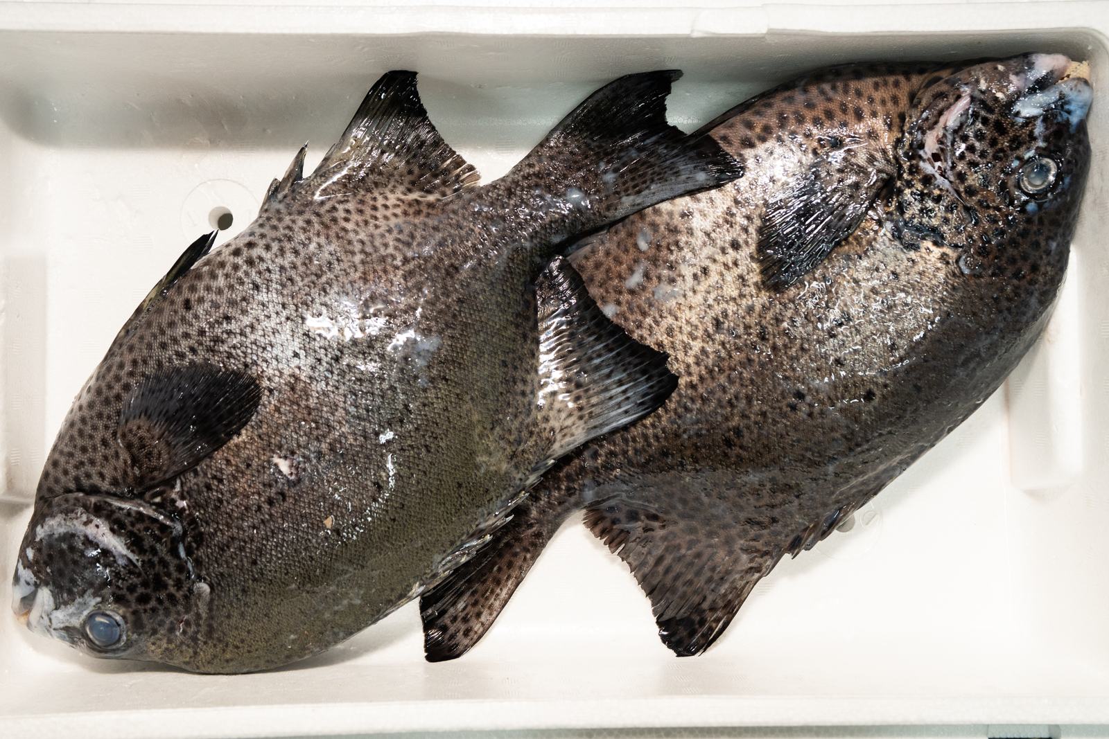 Ishigakidai – Spotted knifejaw