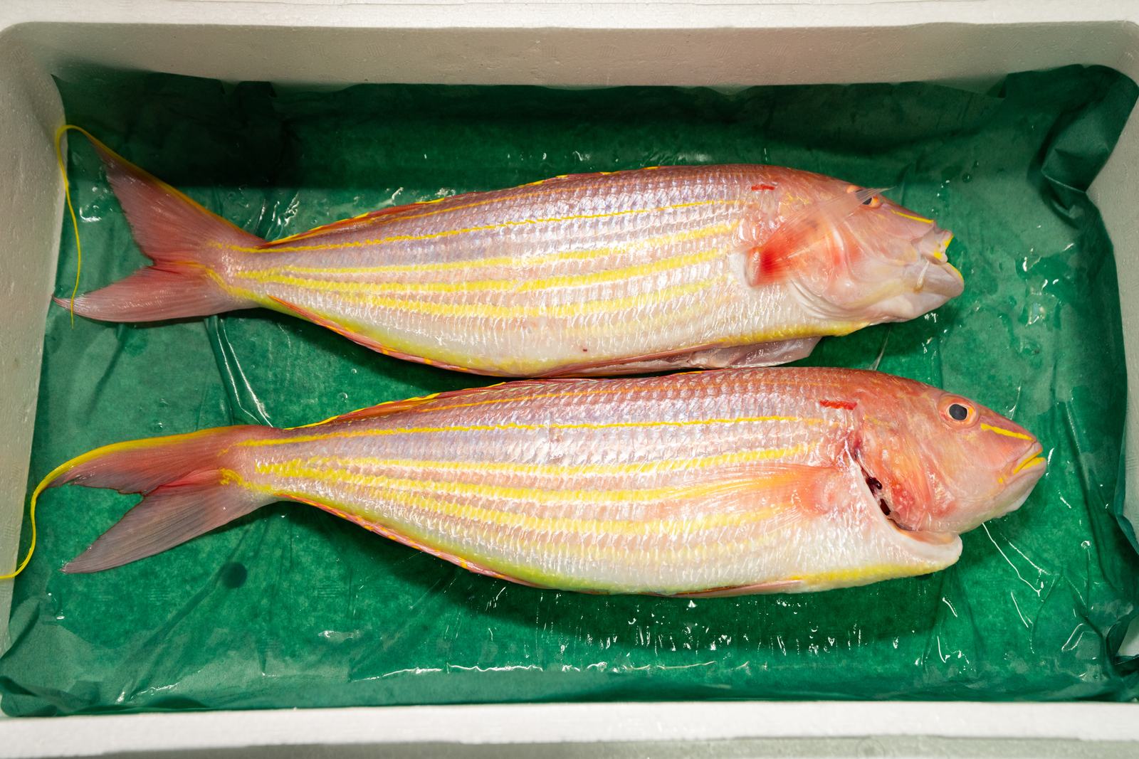 Itoyoridai – Golden threadfin bream