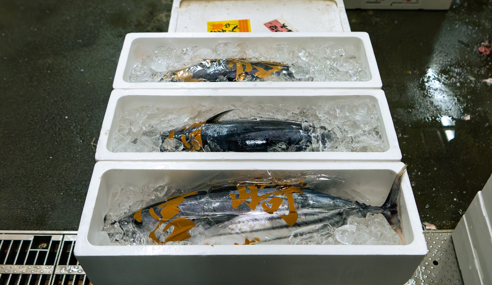 Katsuo – Skipjack tuna