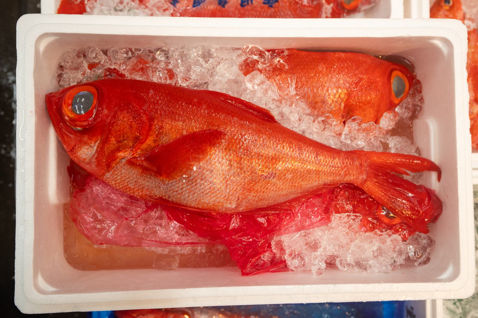 Kinmedai – Splendid alfonsino
