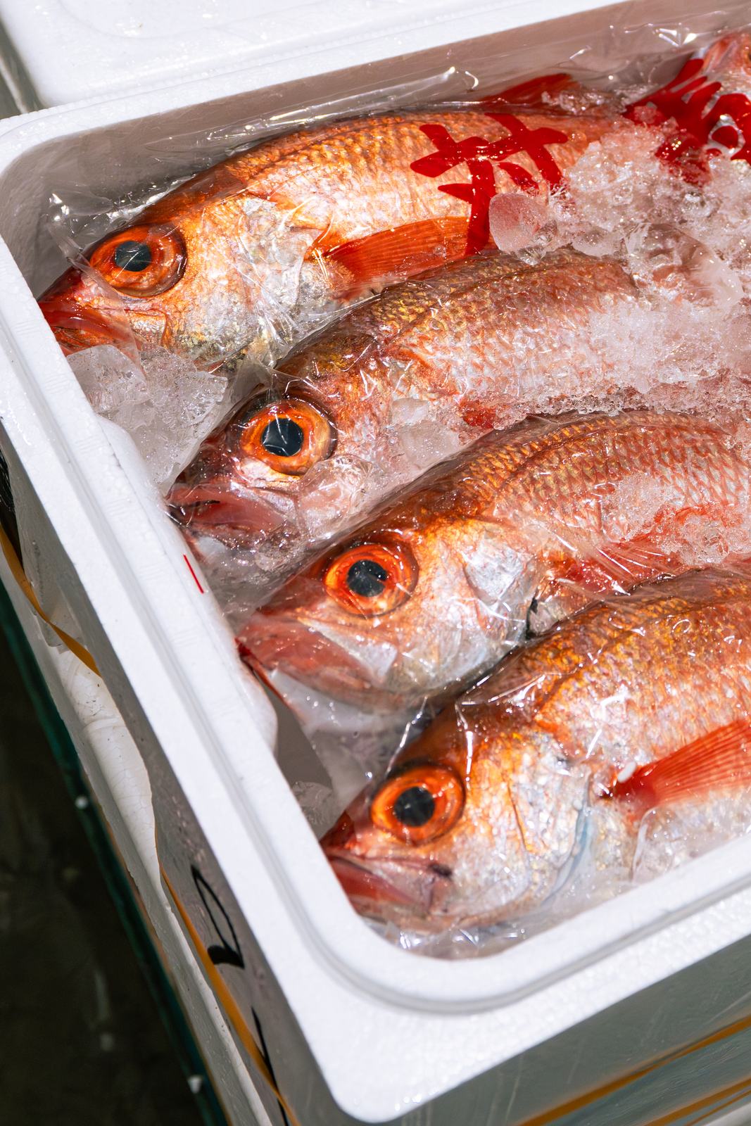 Madai – Red sea bream