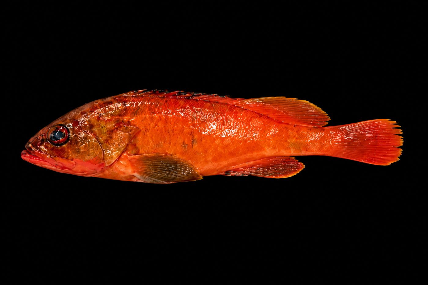 Akahata – Blacktip grouper