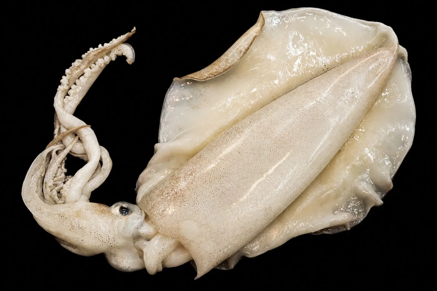Squid & octopus