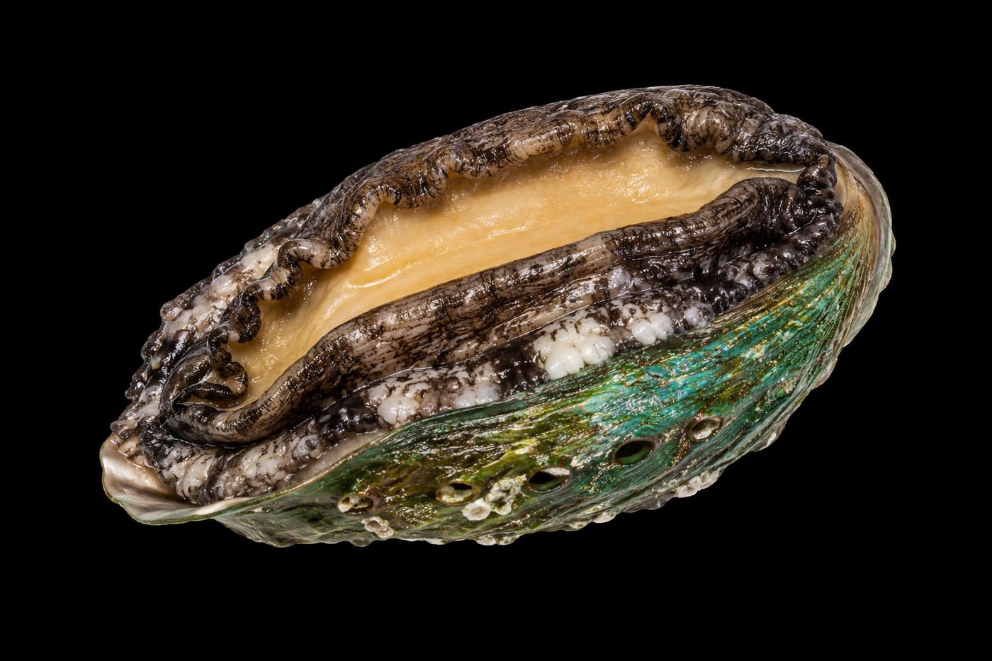 Awabi – Abalone