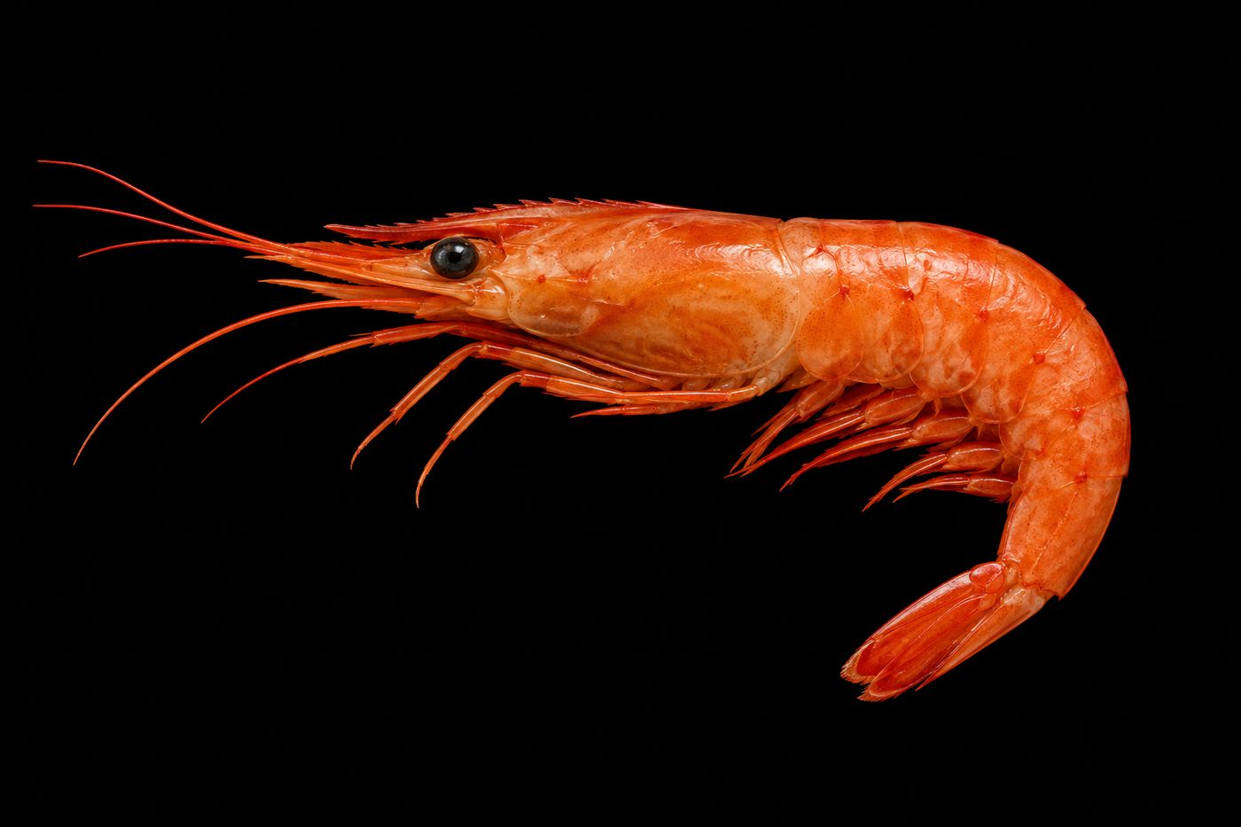 Botan ebi – Botan shrimp