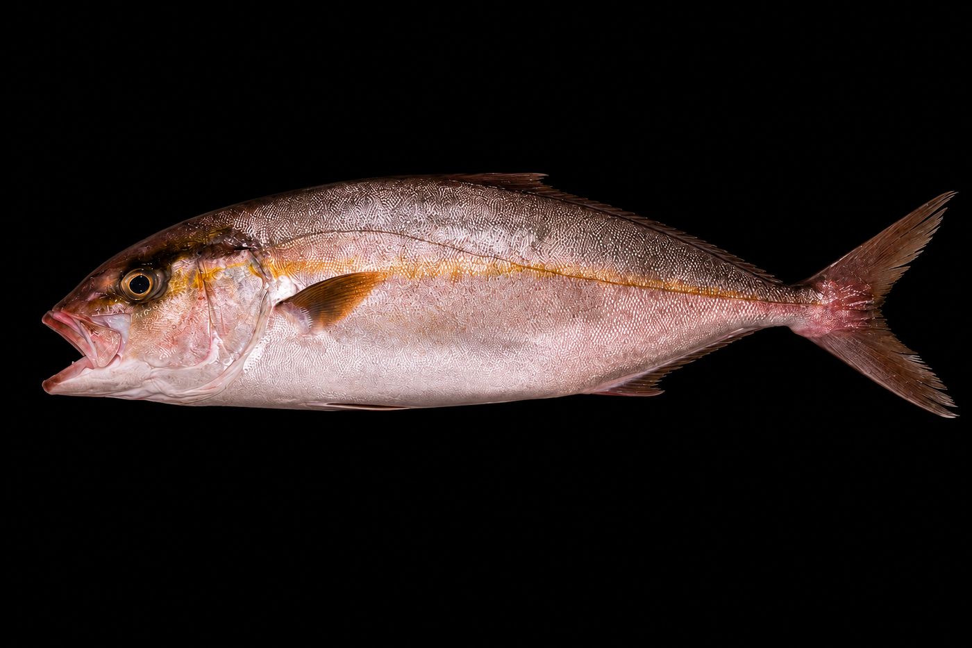 Kanpachi – Amberjack