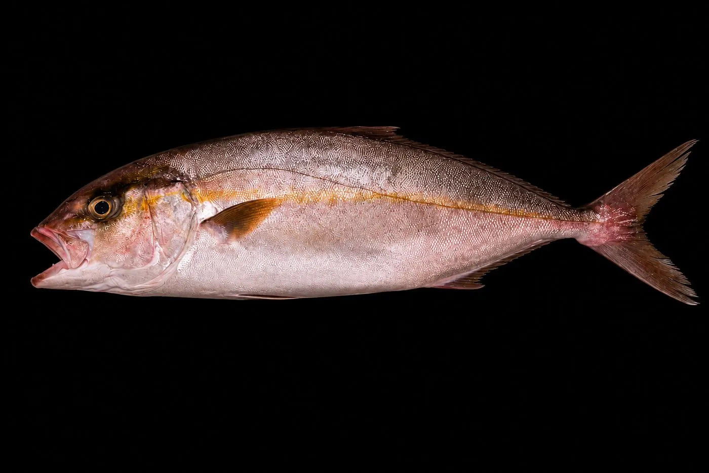 Yellowtail & jacks