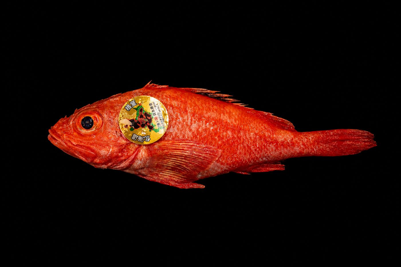 Kinki / Kichiji – Channel rockfish