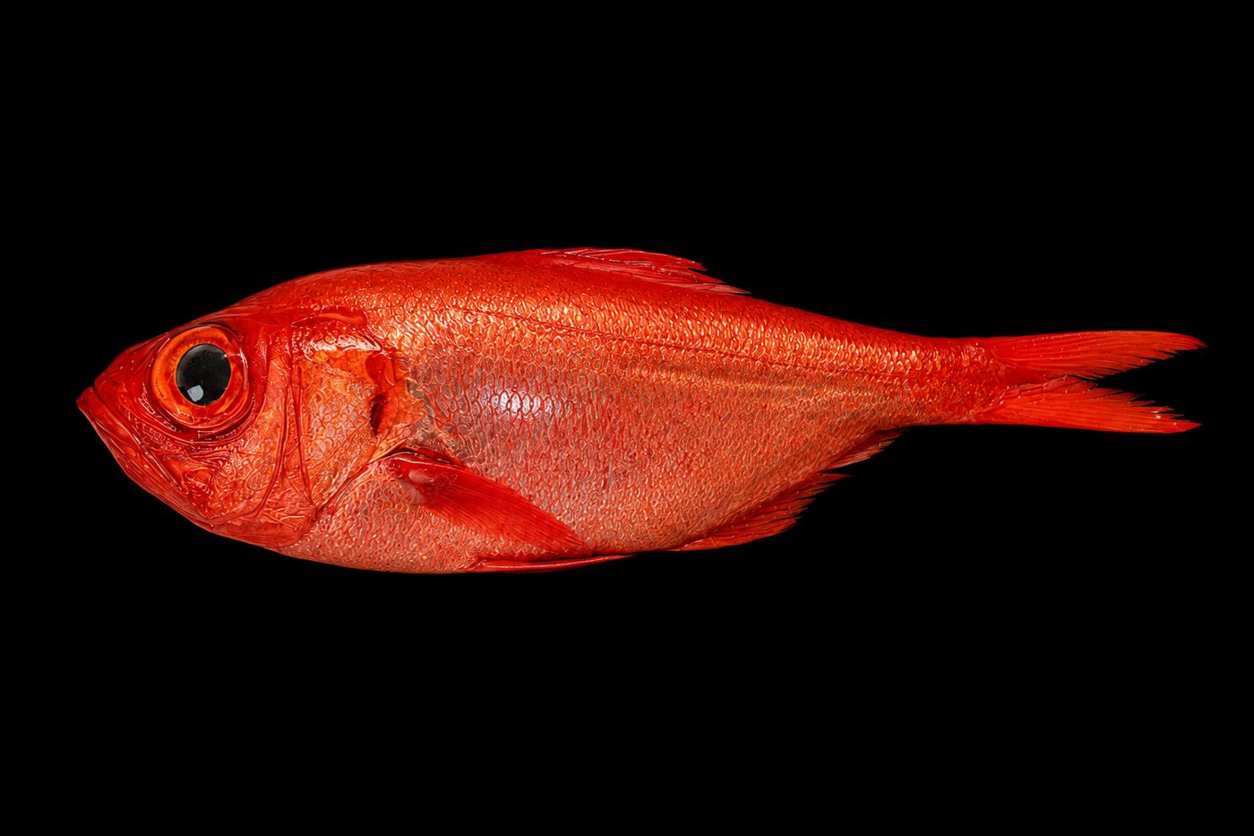 Kinmedai – Splendid alfonsino