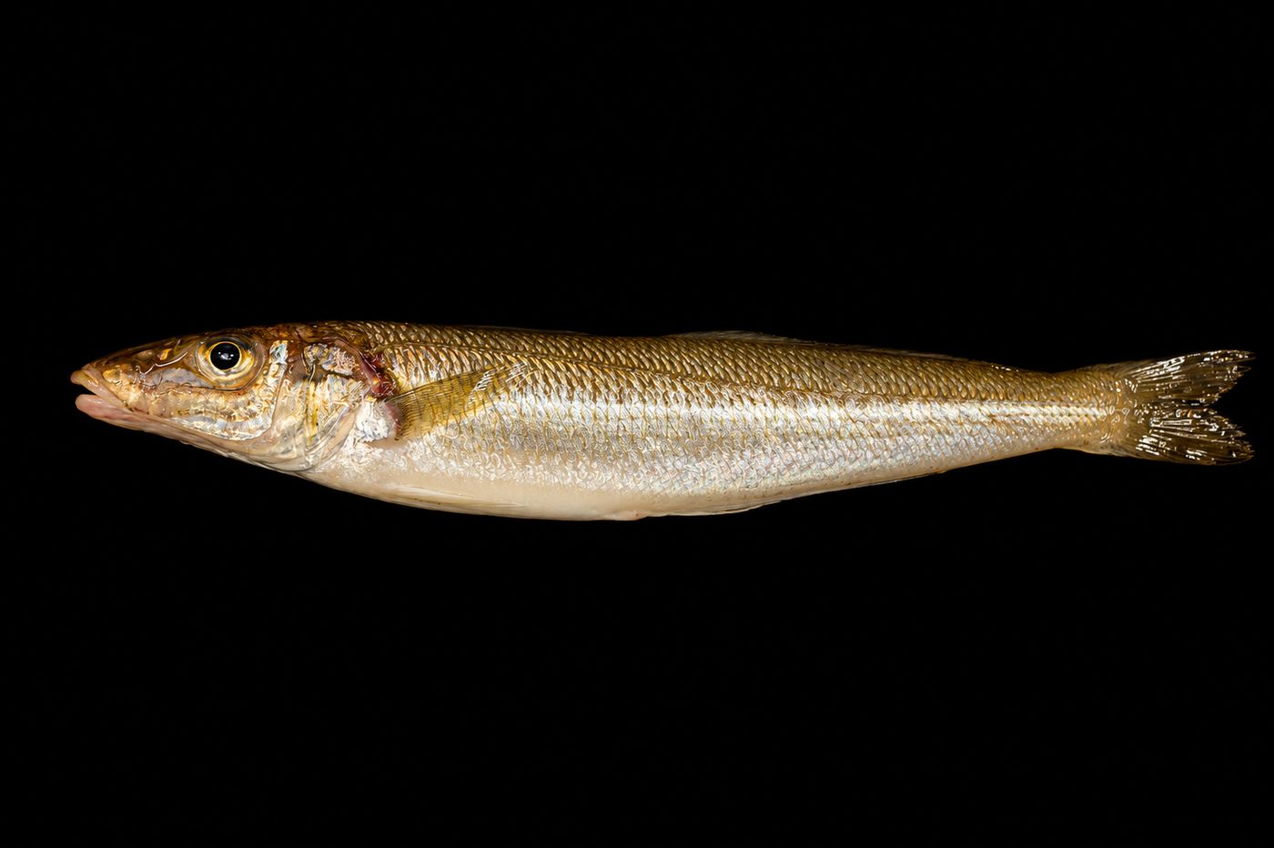Kisu – Japanese whiting