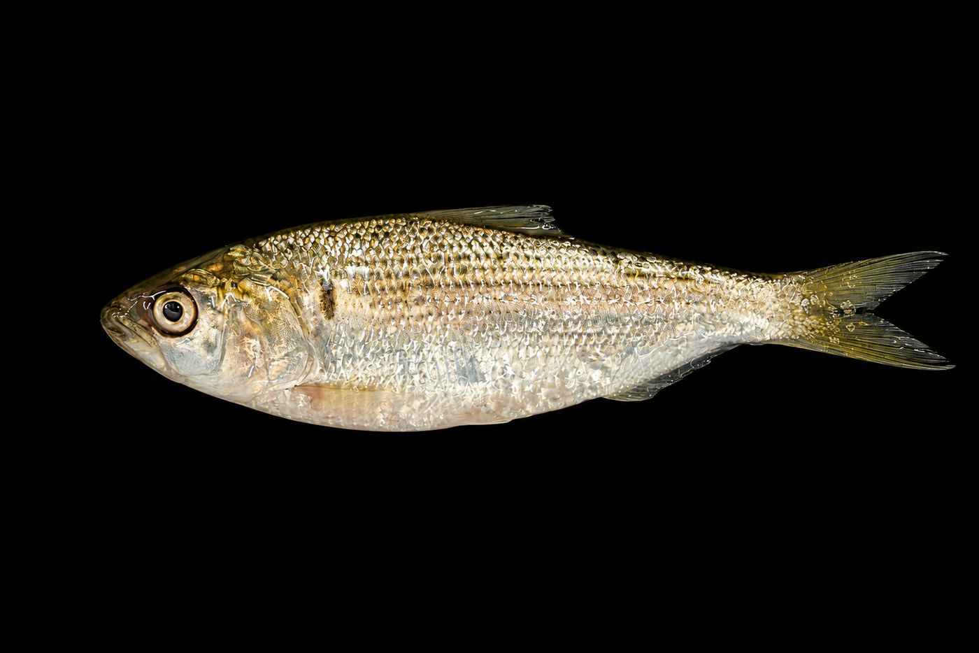 Kohada / Shinko – Gizzard shad