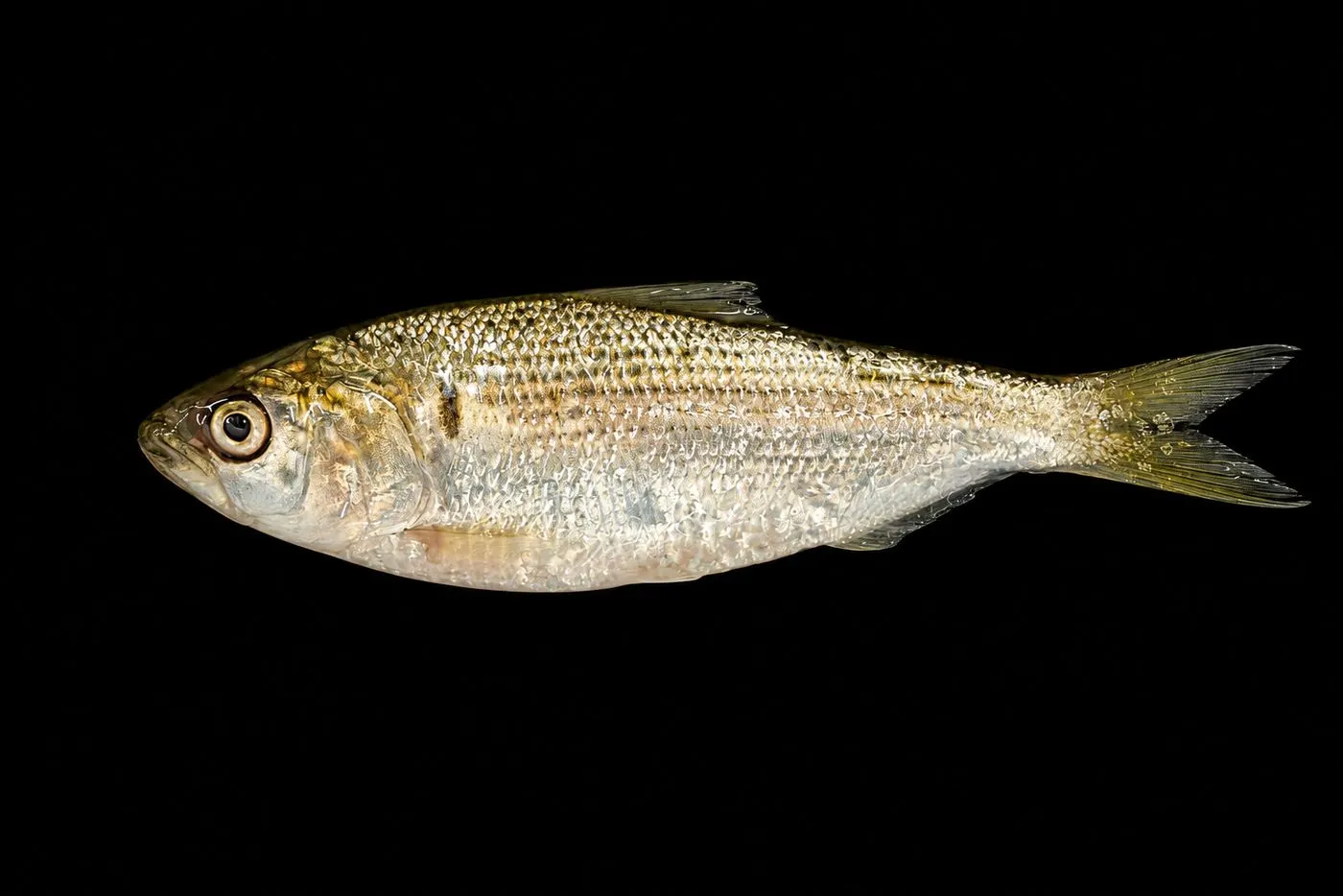 Silver-skinned fish