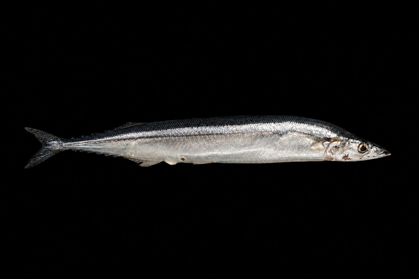 Sanma – Pacific saury