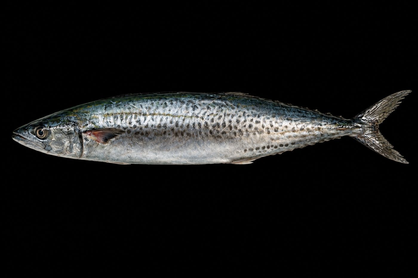 Sawara – Japanese Spanish mackerel