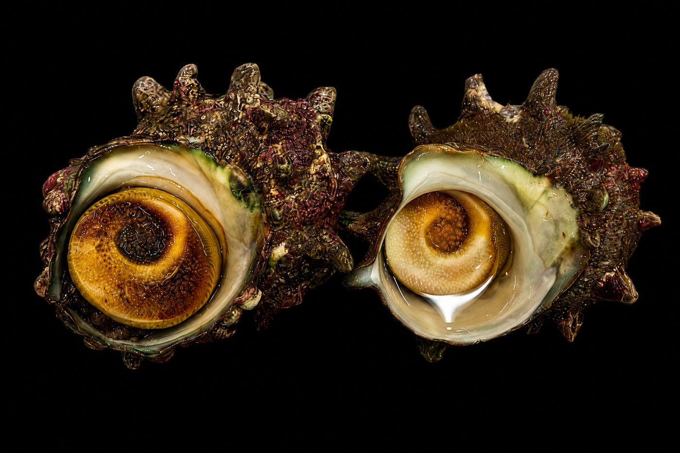 Sazae – Turban shell