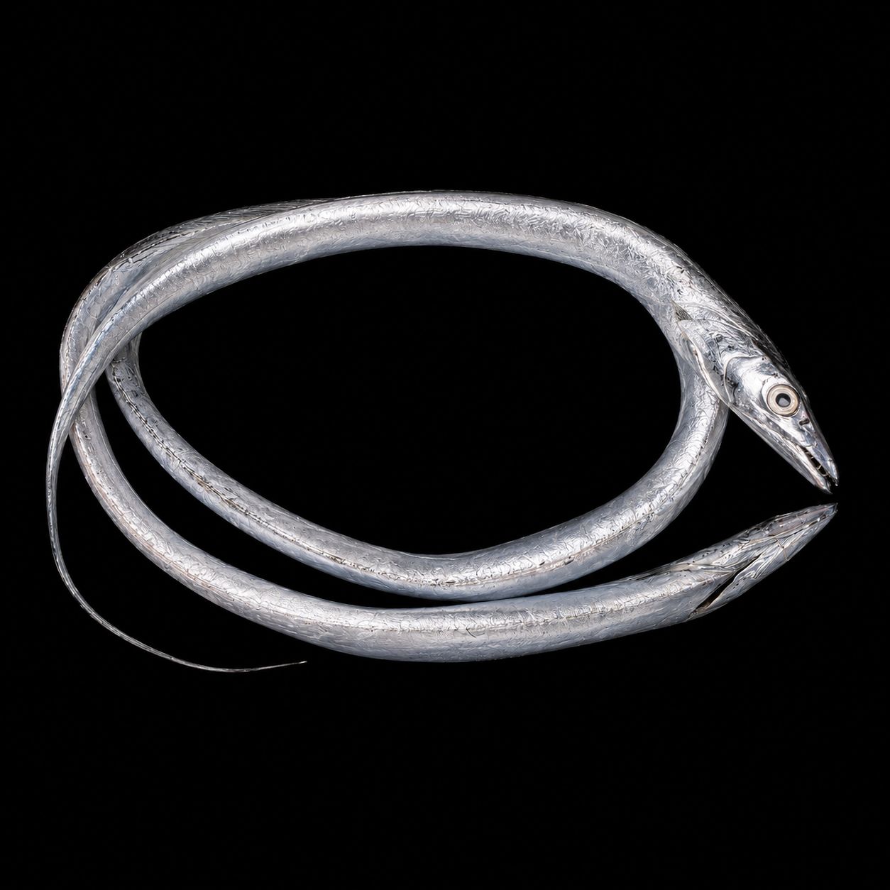 Tachiuo – Largehead hairtail