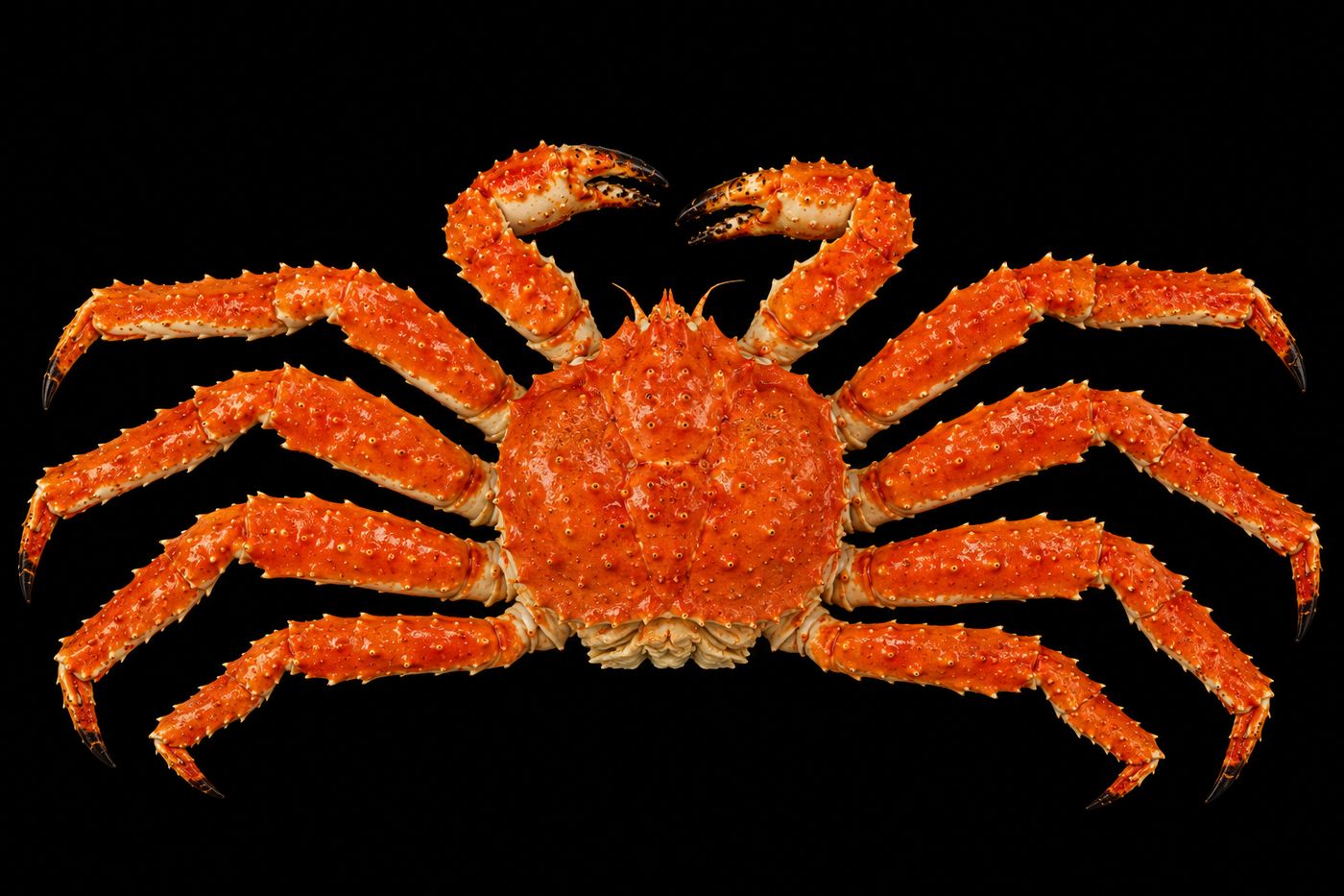 Taraba-gani – King crab