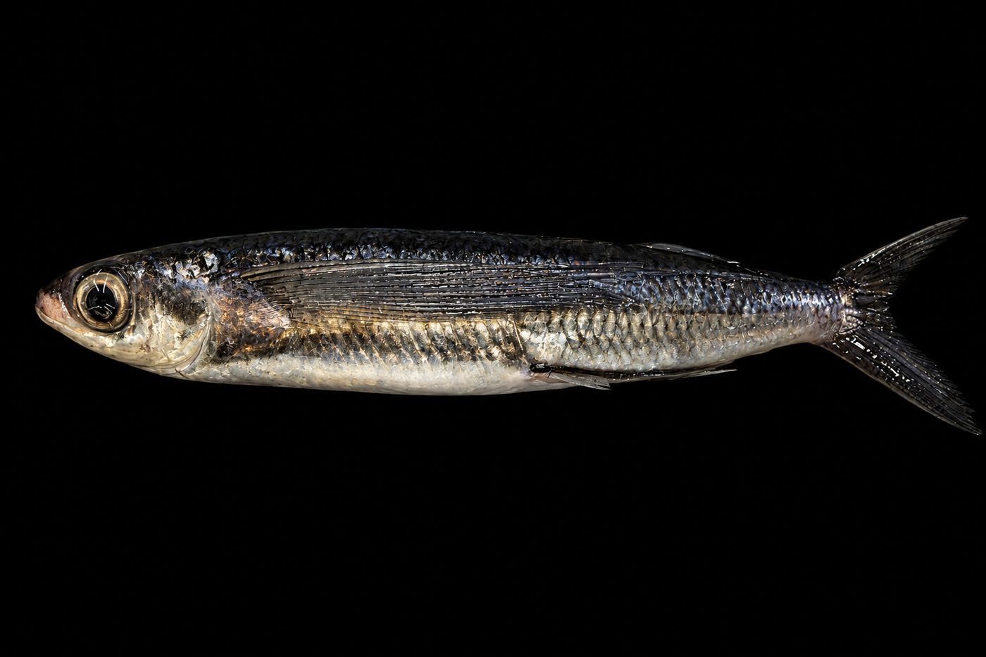Tobiuo / Ago – Flying fish