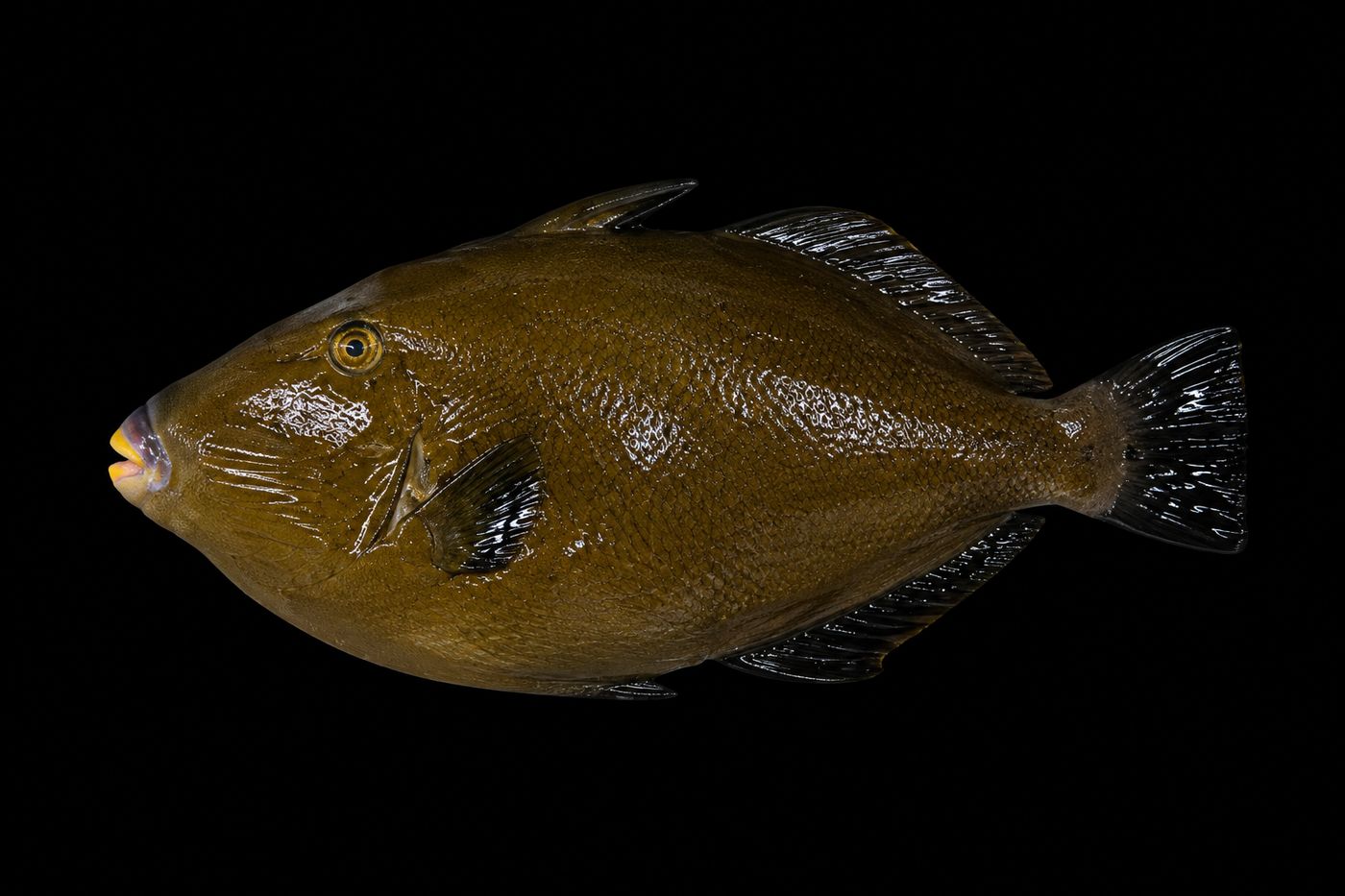 Umazurahagi – Black scraper