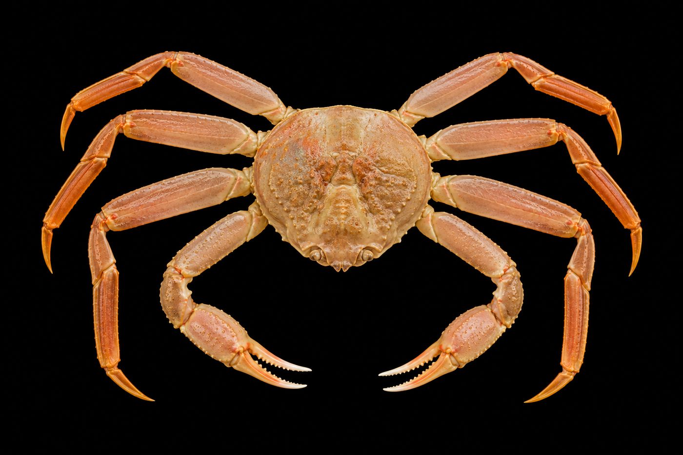 Zuwai-gani – Snow crab